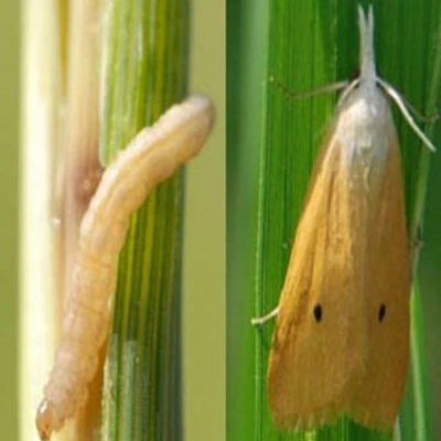 ধানের মাজরা পোকা (Rice Stem Borer)